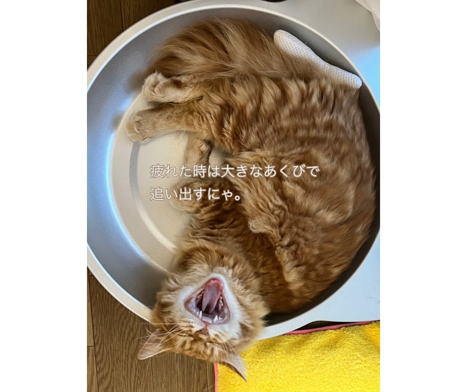 誰かと比べられるのは辛いですよね。お話聞きます あなたのこころが癒やされますように イメージ4