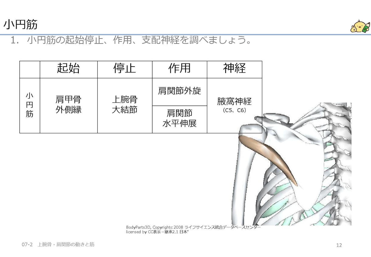 作業療法士国家試験問題の解説資料を作成します あなた専用の国試解説資料を作成・説明し、不明点を解決します イメージ4
