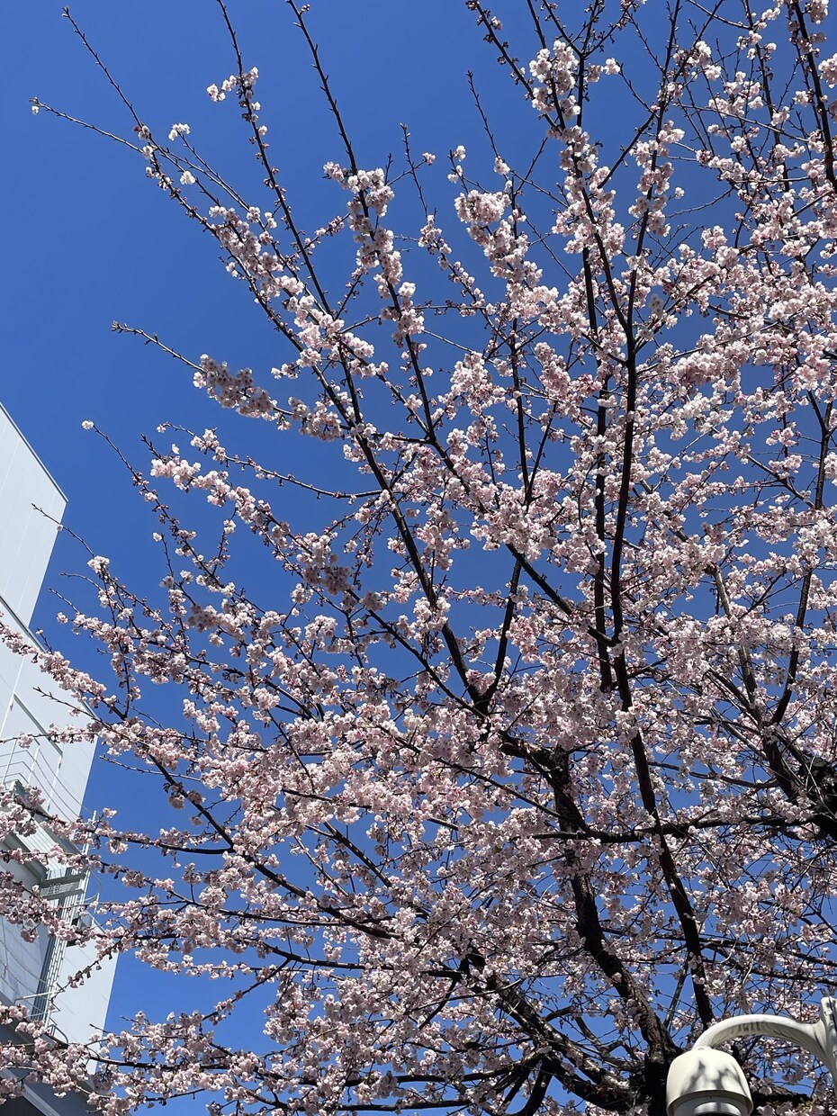 塾に頼らず合格へ。国立大学生が受験戦略を設計します 遠回りしない受験戦略を一緒に設計しましょう！ イメージ1