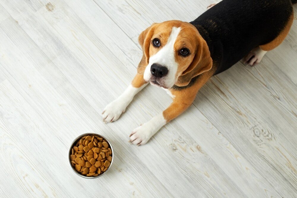 愛犬の体質診断します 愛犬の体質を知っておすすめの食材を選びませんか？ イメージ1