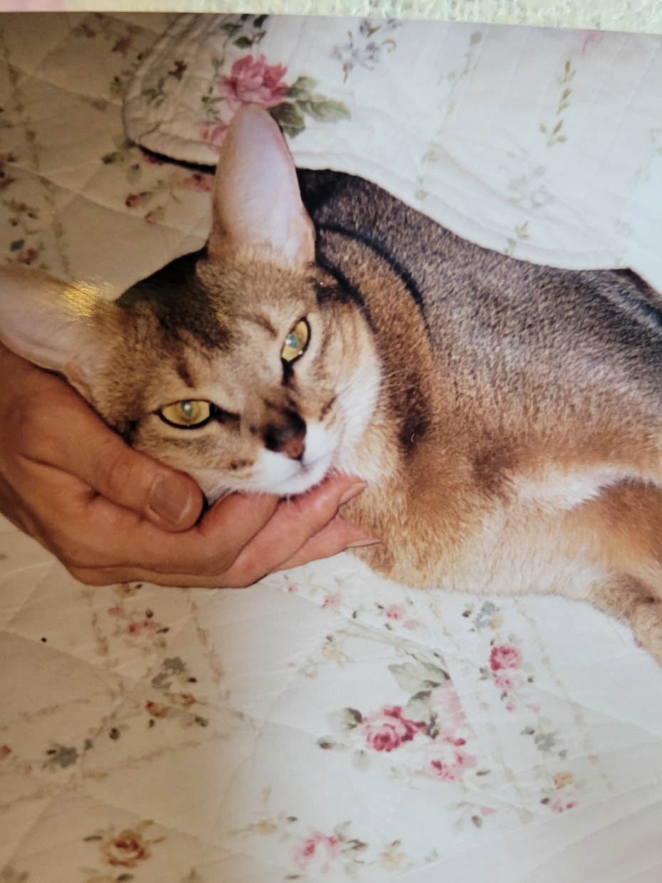 猫様のお話・愛猫さんのお悩み相談致します 猫に関しては詳しいです。愛猫さんのお悩み相談や雑談もOKです イメージ6
