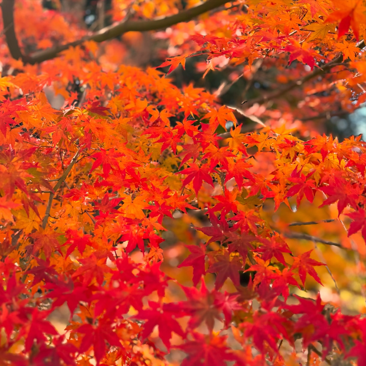 秋の紅葉の魅力を掴み、感動する作品に致します。ます 秋を感じながらその写真から感じられるように頑張ります イメージ1