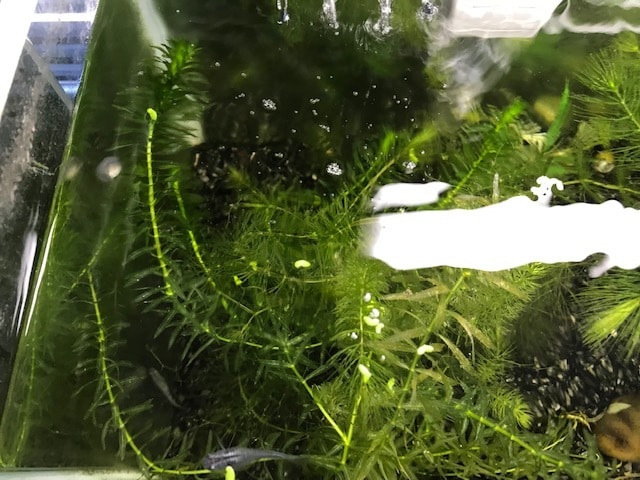 メダカを繁殖させる5原則動画で教えます パワーポイントを使ってメダカを繁殖させる5原則動画で公開 イメージ2