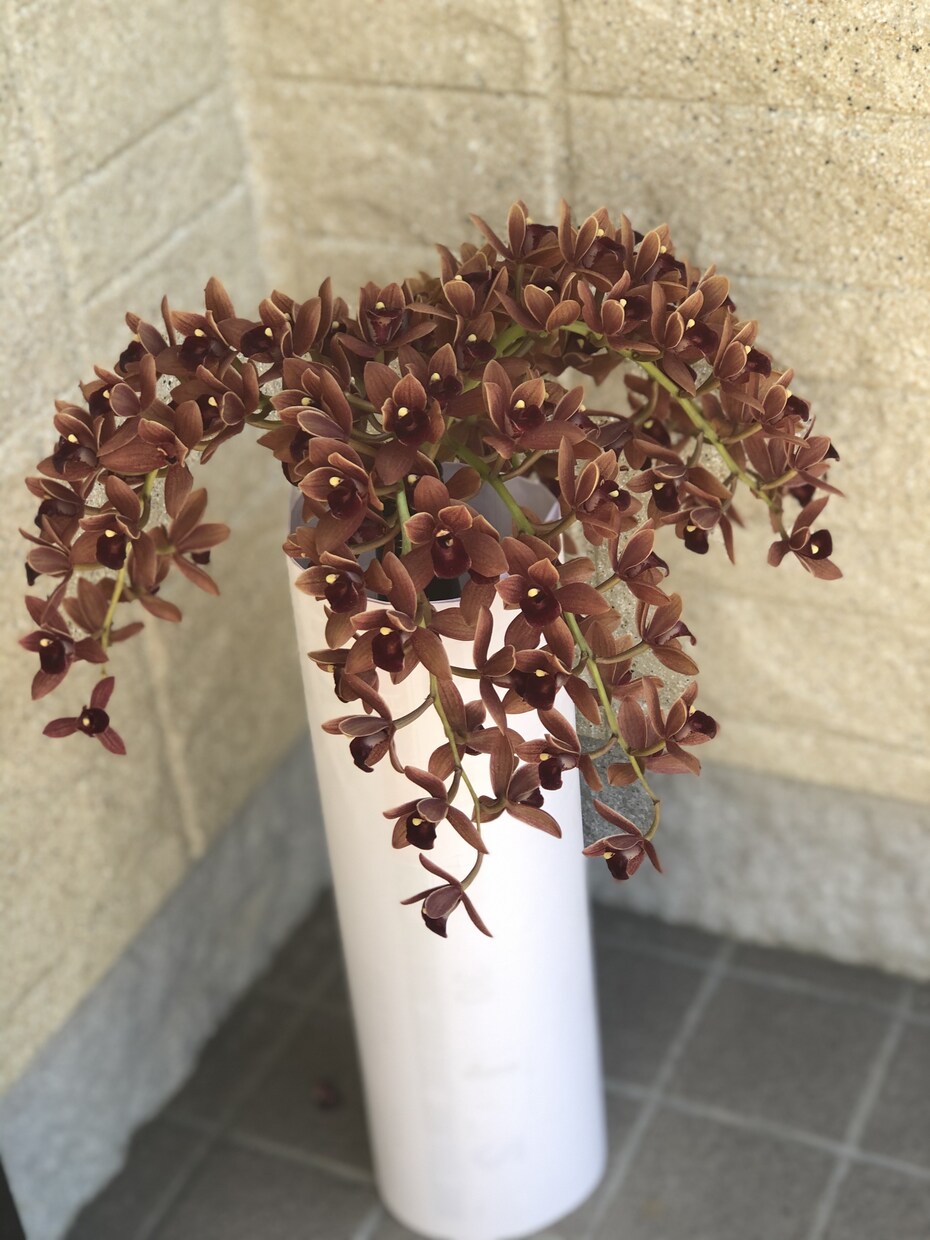 野菜や花の育て方についての相談を受けます 美味しい野菜や綺麗な花を育てるためのお手伝いをします。 イメージ1