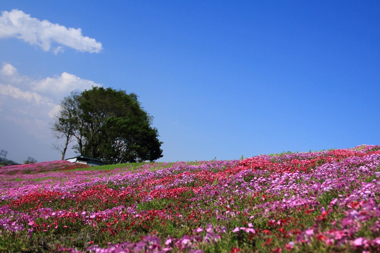 四季の写真をE-mailでお届けします お忙しい人、slow lifeを楽しみたい人にどうぞ イメージ4