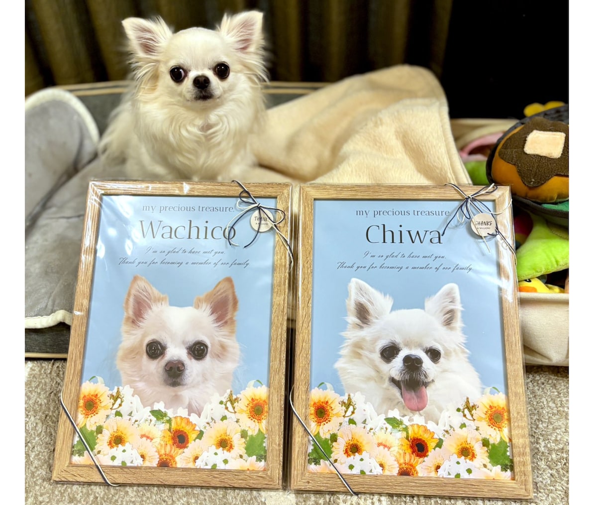 ガーベラペット似顔絵｜額縁可｜お急ぎ可でございます 猫・犬・うさぎ等リアルで華やかなペットイラスト｜ラッピング可 イメージ3