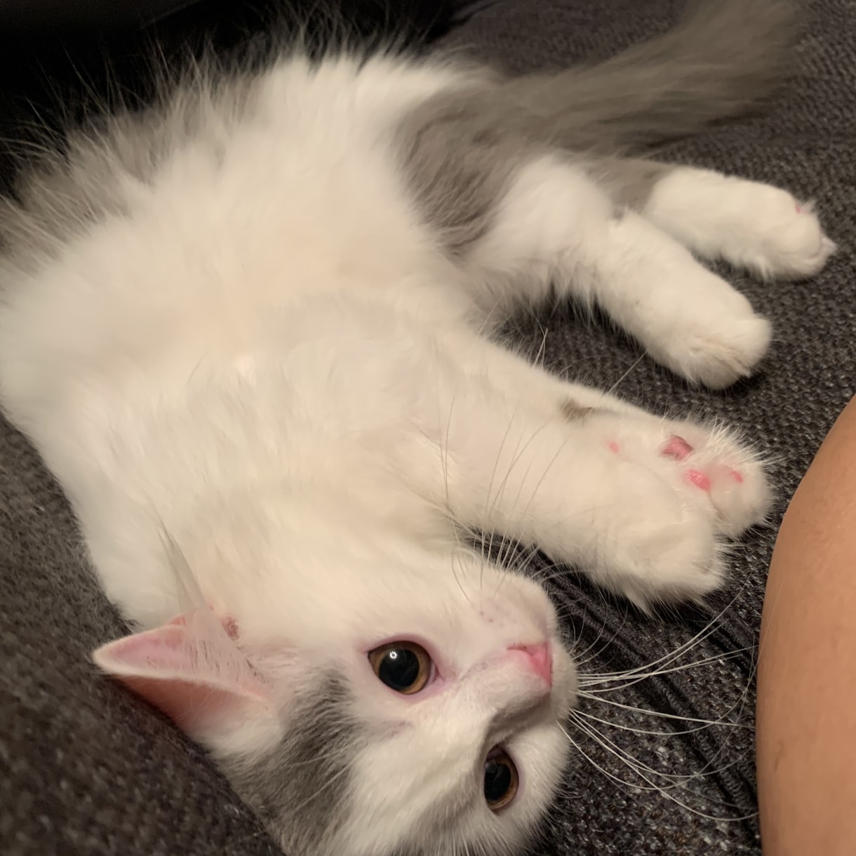 子猫(生後5ヶ月まで)の飼育質問にお答えします 「これって他の人はどうしてるんだろう、、？」の疑問に答えます イメージ4