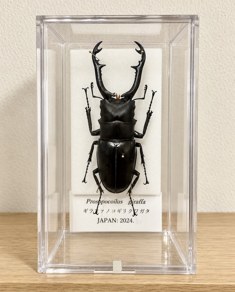 クワガタやカブトムシなどの昆虫標本作成します 大切に育てた一匹を、飾れる標本に イメージ3
