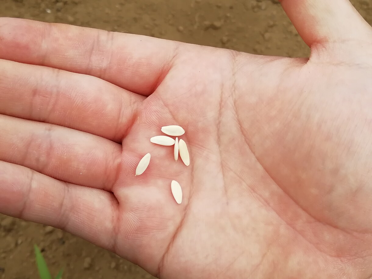 家庭菜園のお悩みを解決致します シェア畑スタッフが経験を活かして皆様の疑問にお答えします イメージ7