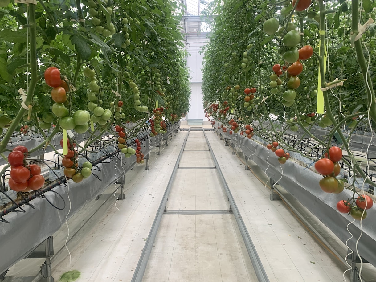 農業、家庭菜園、植物全般の悩み解決します 大手種苗会社にて品種開発〜種子生産までを経験しました。 イメージ1
