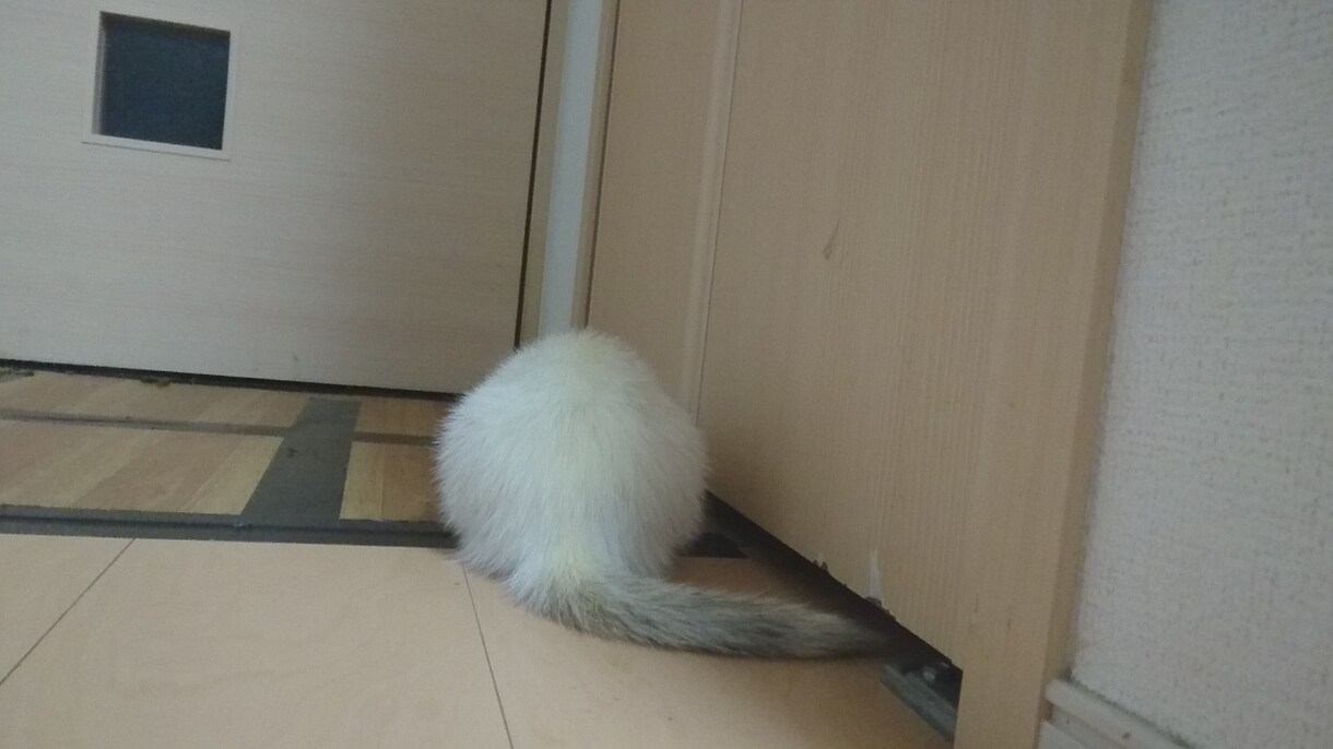 小動物について納得するまで相談に乗らせて貰います 小動物の飼育を真剣に考えてる方へ イメージ1