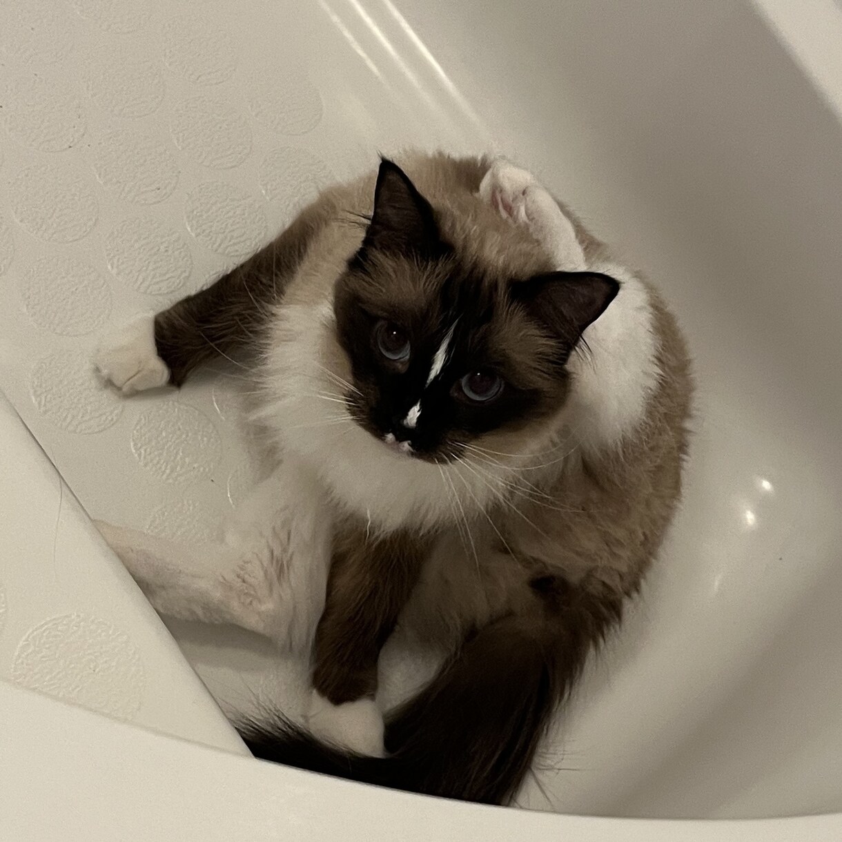 可愛いデフォルメの犬・猫ちゃん描きます 愛犬や愛猫のデフォルメならお任せ下さい！ イメージ2