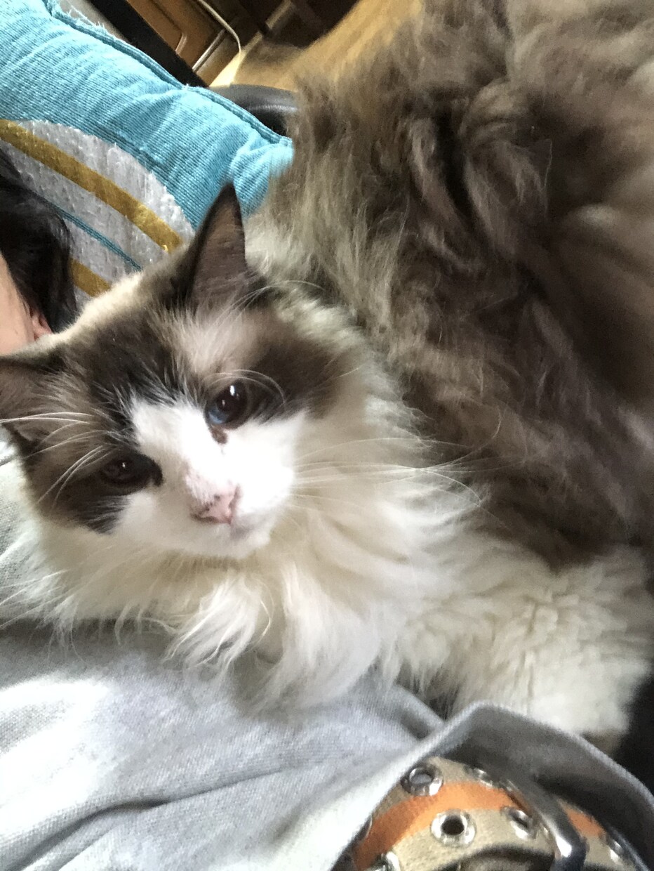 飼っているペットの気持ちをお伝えします どんな事を思って生活をしているのか聞いてみたい飼い主様へ イメージ3