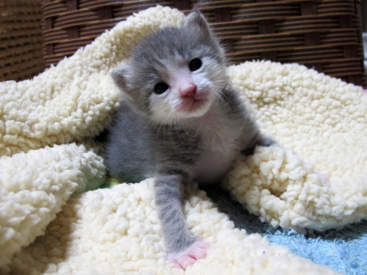 猫ちゃんのお悩みをお聞きします 保護猫と楽しく暮らすヒントをお教えします イメージ1