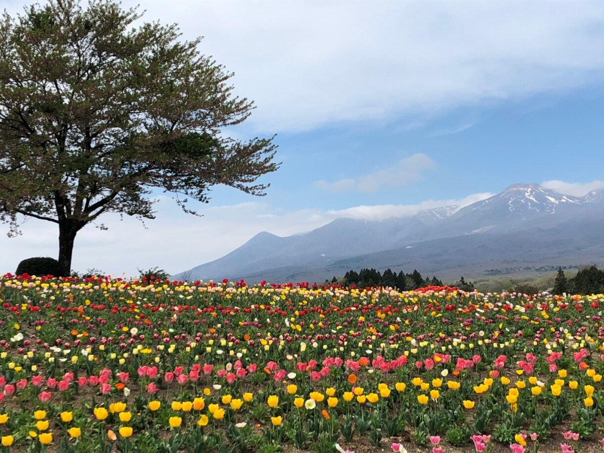 お花の写真メインで提供します お花、風景をメインに写真提供します。 イメージ5