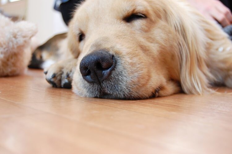 あなたに合ったおすすめ犬種を選びます ドッグライフカウンセラーがお手伝いU^ェ^U イメージ4