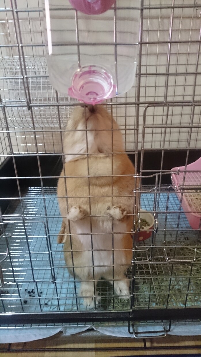 うさぎの体験談を聞きます 〜あなたの飼っているうさぎちゃんのエピソードを教えて下さい〜 イメージ7