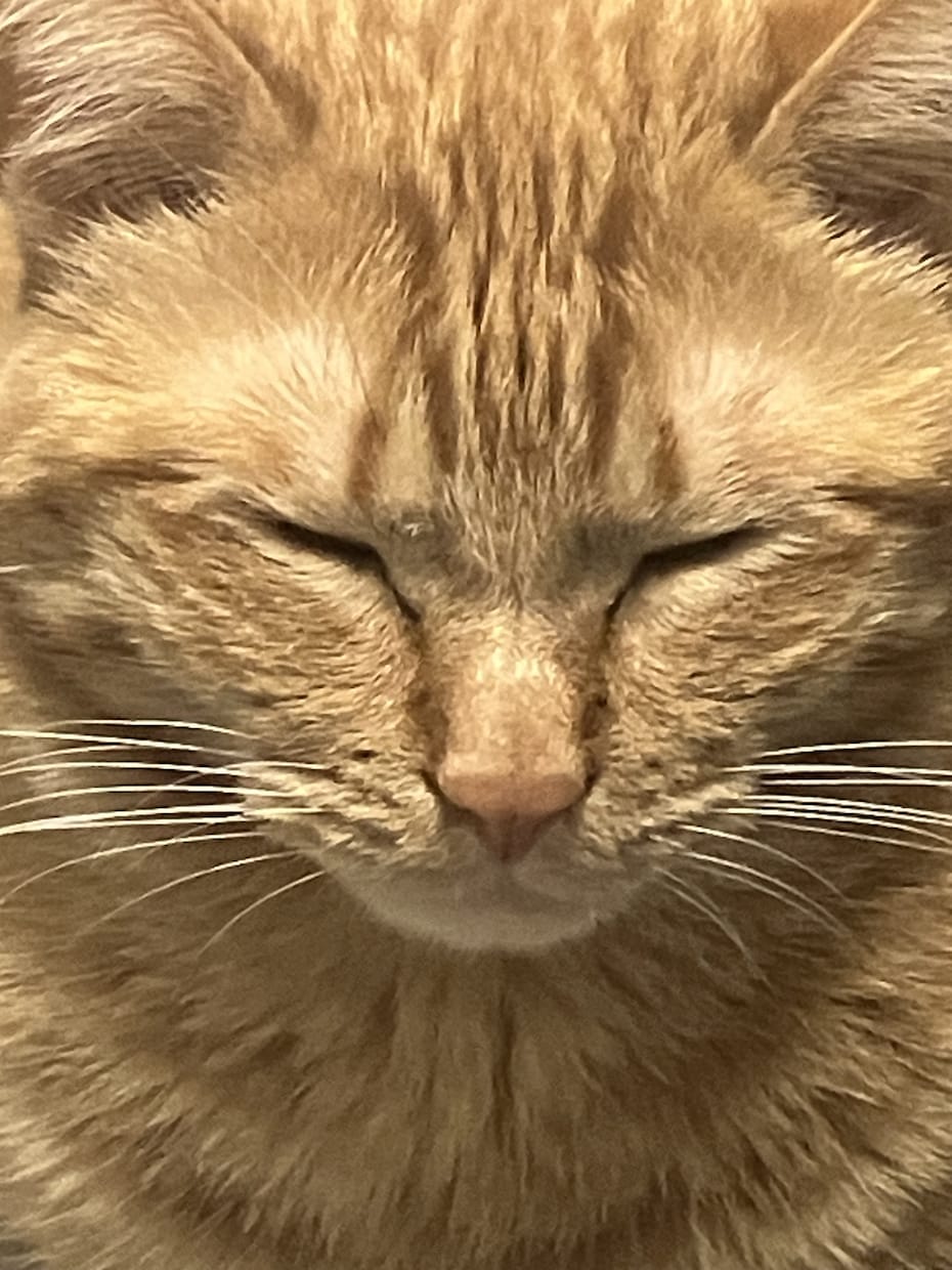 うちの子がいちばん！愛猫の自慢話聞きます 愛猫とのエピソード、特技、猫愛なんでもお話しください♪ イメージ10