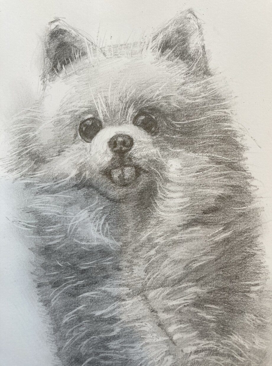 高品質の鉛筆イラストを描かせていただきます 肖像画、ペット、店のロゴ、番組の挿絵など経験あり イメージ4