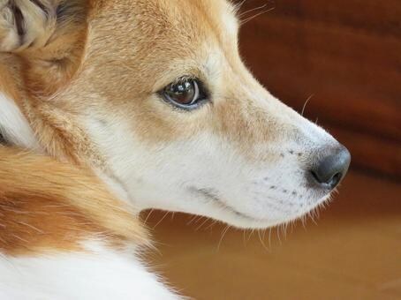 保護犬を迎える前や迎えた後の疑問や質問に答えます 保護犬ならではのお悩みや疑問に実体験からお答えします！ イメージ1