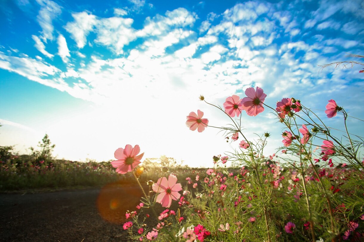 携帯で撮った写真を綺麗に加工ます お客様の携帯で撮影された画像の写真をプロ並みに加工します。 イメージ10