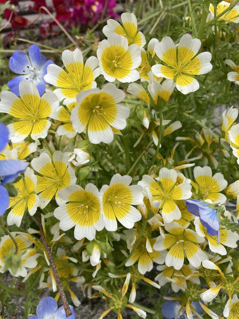 家庭菜園の野菜の悩み、なんでも解決します 害虫、病気、肥料、道具の選び方、なんでも答えます。 イメージ1
