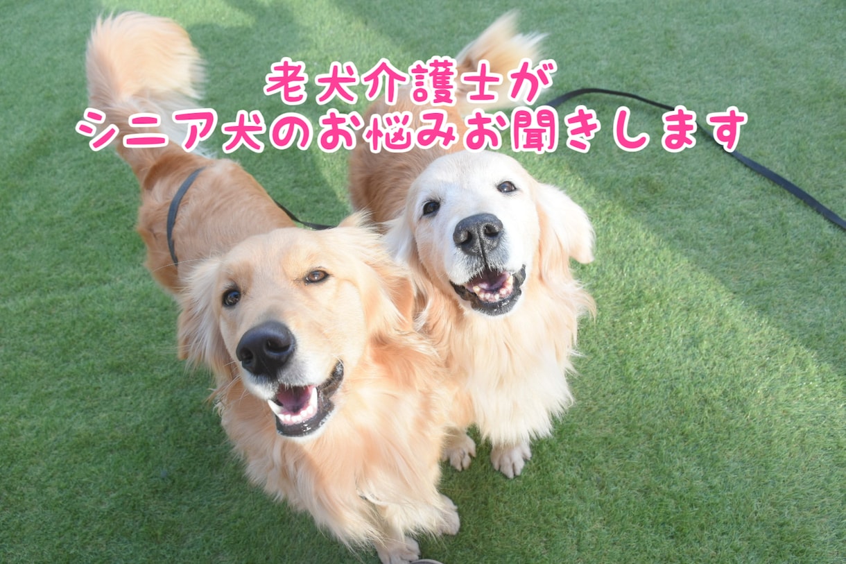 💬ココナラ｜予約受付中       老犬介護士がシニア期や介護の相談をお聞きします   nanaira  
                5.0
  …