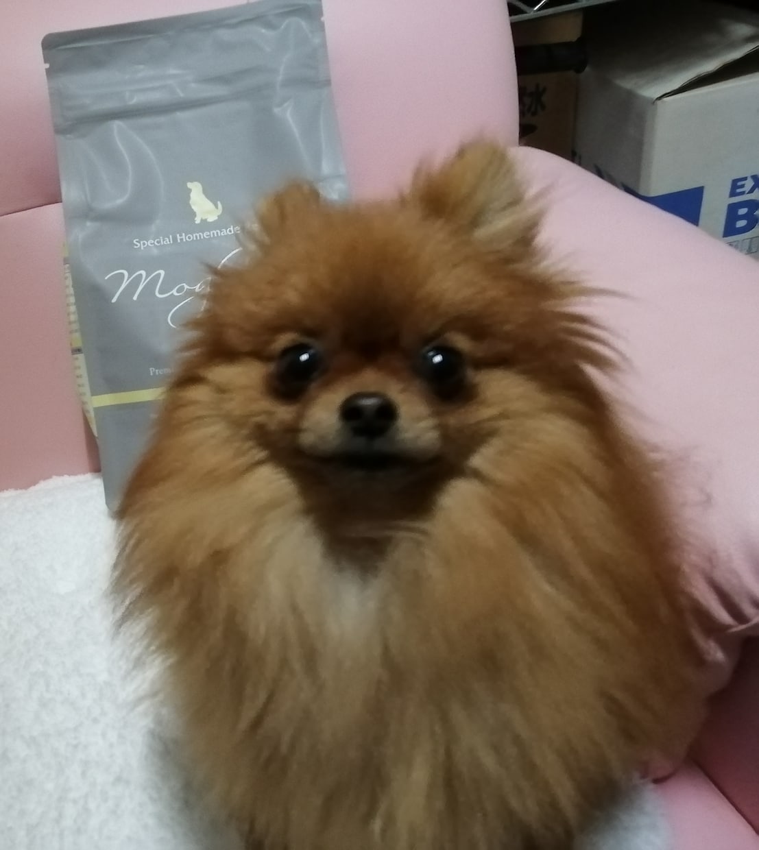 犬に関するご相談。甘噛みやトイレのしつけ等々。ます 犬を飼う前に犬も飼い主も不幸にならないために知っておきたい。 イメージ6