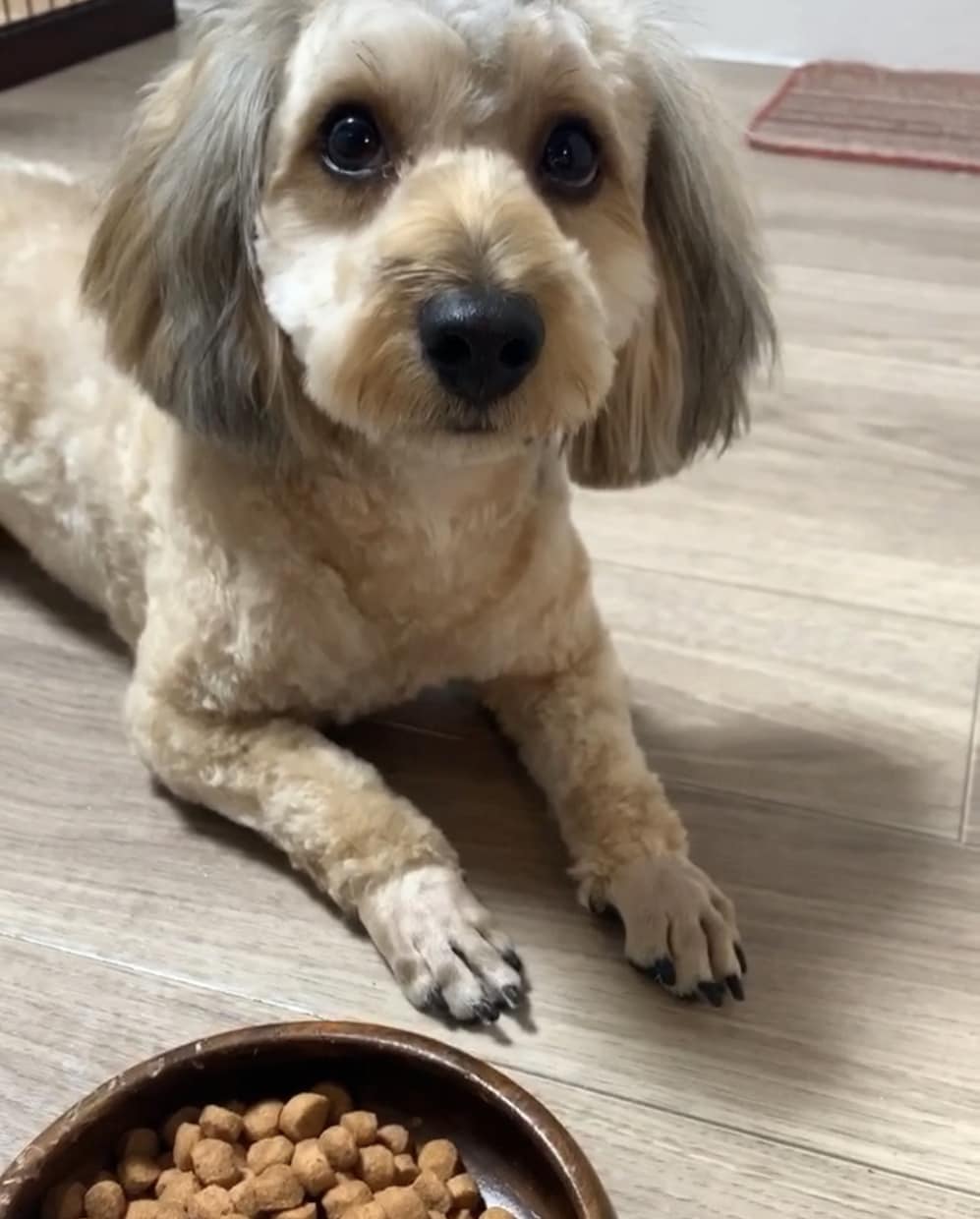 犬好き大集合！わんちゃん含めてテレビ電話します 《犬を飼っている方・犬友募集中》《犬に癒されたい！》方必見！ イメージ2