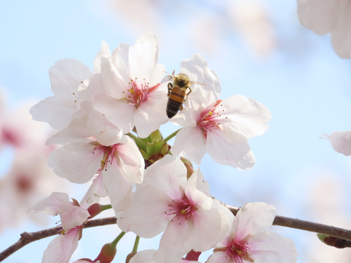 自分の手持ちのカメラで写真を撮ります 息をのむほどの自然の美しさをお届けします！ イメージ2