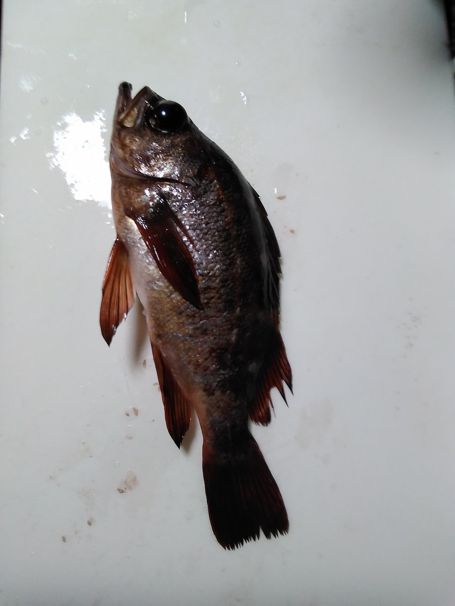 これから釣りを始める方へ釣りの基本を教えます 釣り歴８年が釣りの基本 基礎知識 やり方等を教えます。 イメージ2