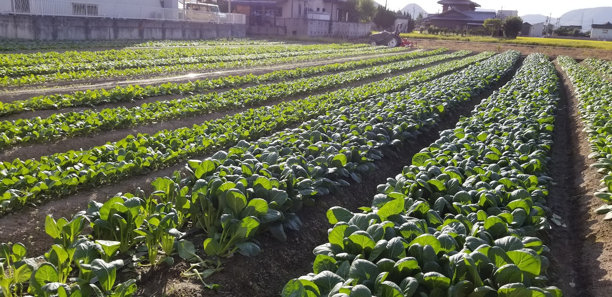 体が欲しがる水で育てる農法･農業を提供します 「その水を変えるダケで！」野菜の革命!【ガイナ農法】 イメージ3