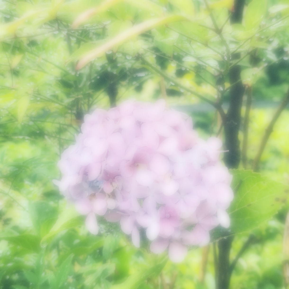 紫陽花の写真（５枚）提供いたします 日常風景の紫陽花の写真をご提供します。 イメージ1