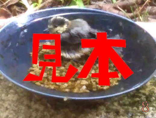 鳥の水浴び写真を提供します 野鳥の水浴びは見てて癒される気がします イメージ4