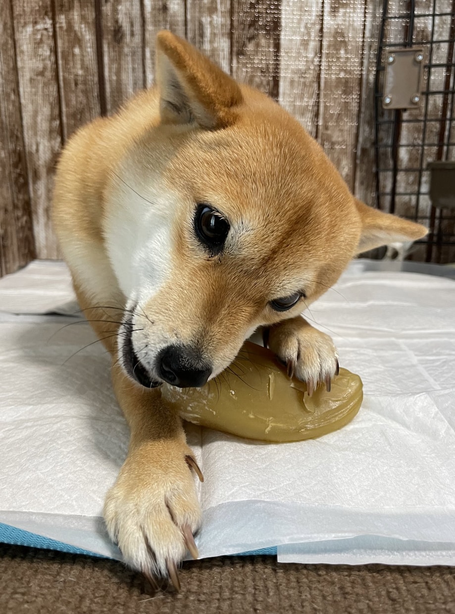 極小豆柴の写真を売ります 2歳の可愛い柴犬をお好みのアングルで撮ります！ イメージ4