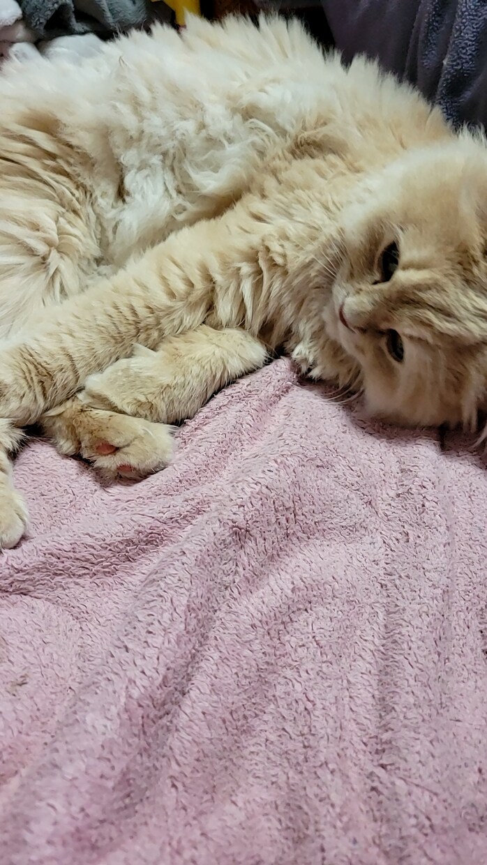 猫様のお話・愛猫さんのお悩み相談致します 猫に関しては詳しいです。愛猫さんのお悩み相談や雑談もOKです イメージ2