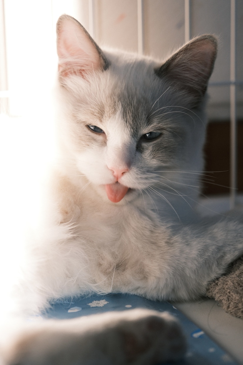 ペットの可愛い瞬間を出張撮影いたします 猫2匹と暮らすカメラマンがペットの記念撮影を行います！ イメージ9