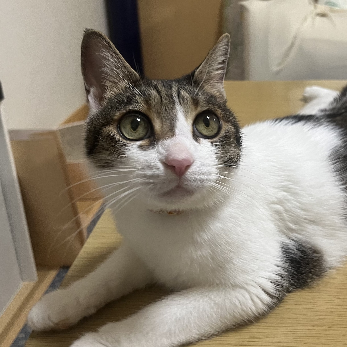 犬猫の悩みごと、1分から何でも相談にのります 保護犬猫ボランティア歴6年。気軽にご相談ください！ イメージ2