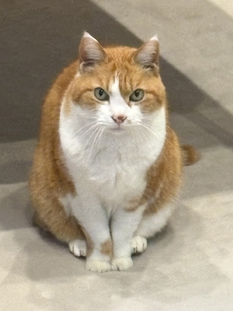 大学1年生がみなさんの悩みをたっぷり聞きます 1分でもOK！日々の鬱憤をここで晴らしましょう！ イメージ1