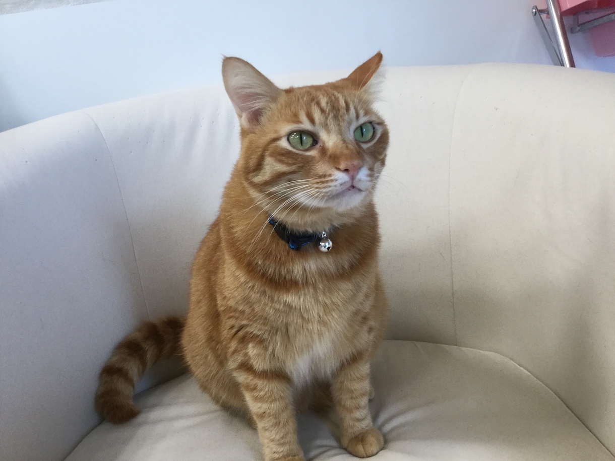 おうちの動物さんとお話します おうちの動物さんに聞いてみたい事ははありませんか？ イメージ1