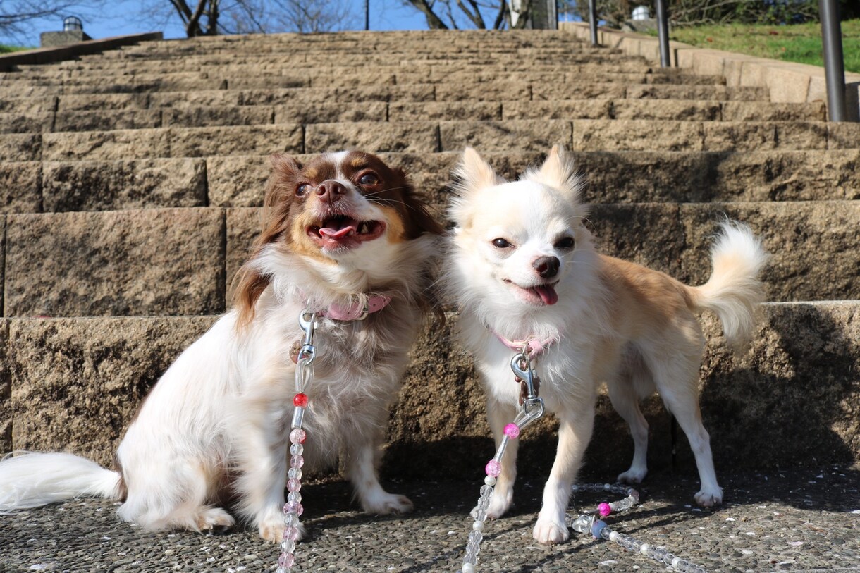 愛犬・愛猫など貴方のペットの気持ち霊視鑑定します お家・天国にいる貴方のご家族のペットちゃんの気持ちを視ます。 イメージ5