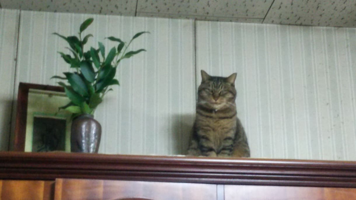 猫の手も借りられたい方、文字入力お手伝いします ひたすら打つのだけは得意です！:-) イメージ2