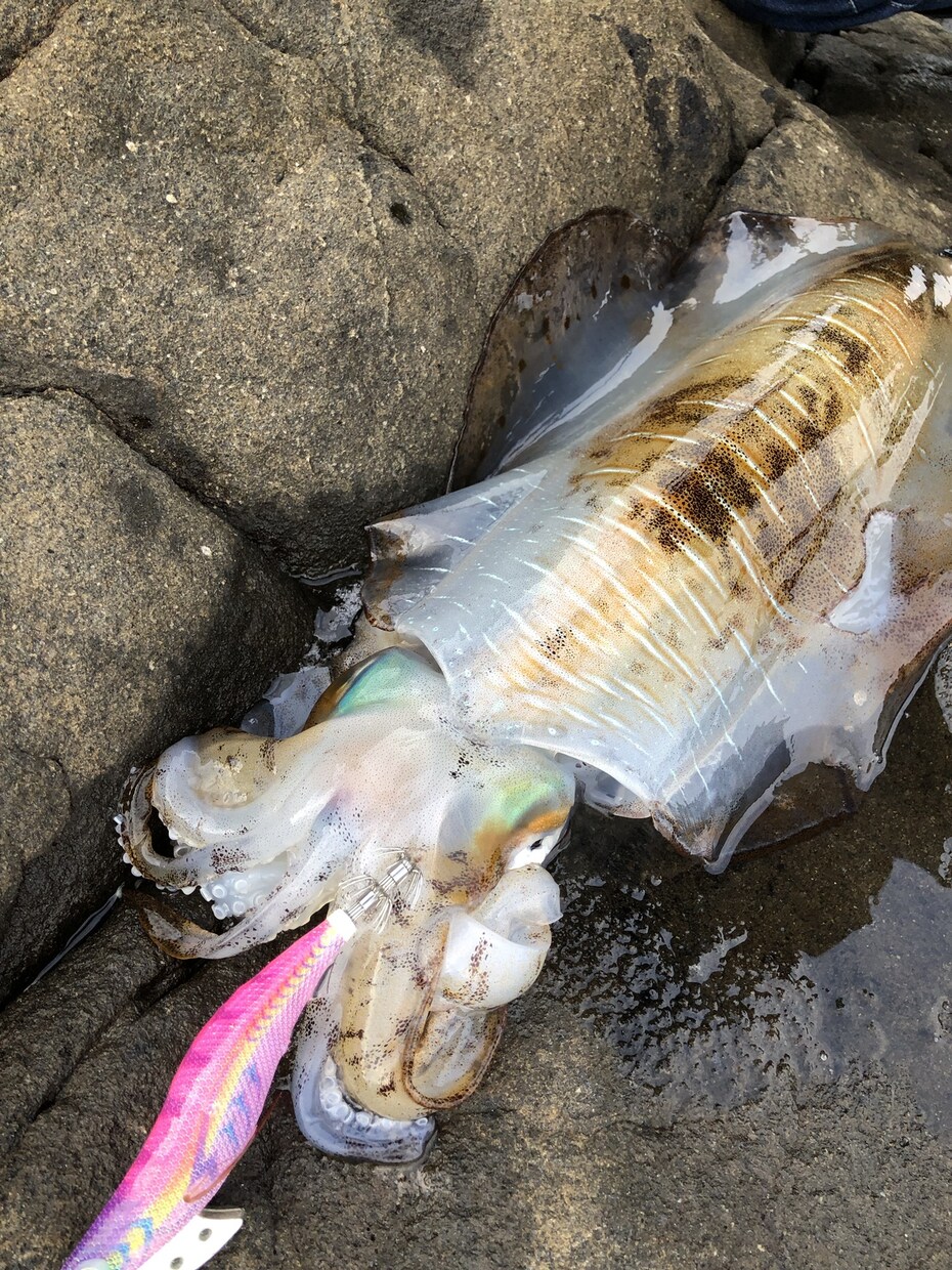 釣れるエギ教えます エギの種類が多すぎてどれを選べばいいかわからない方へ イメージ3