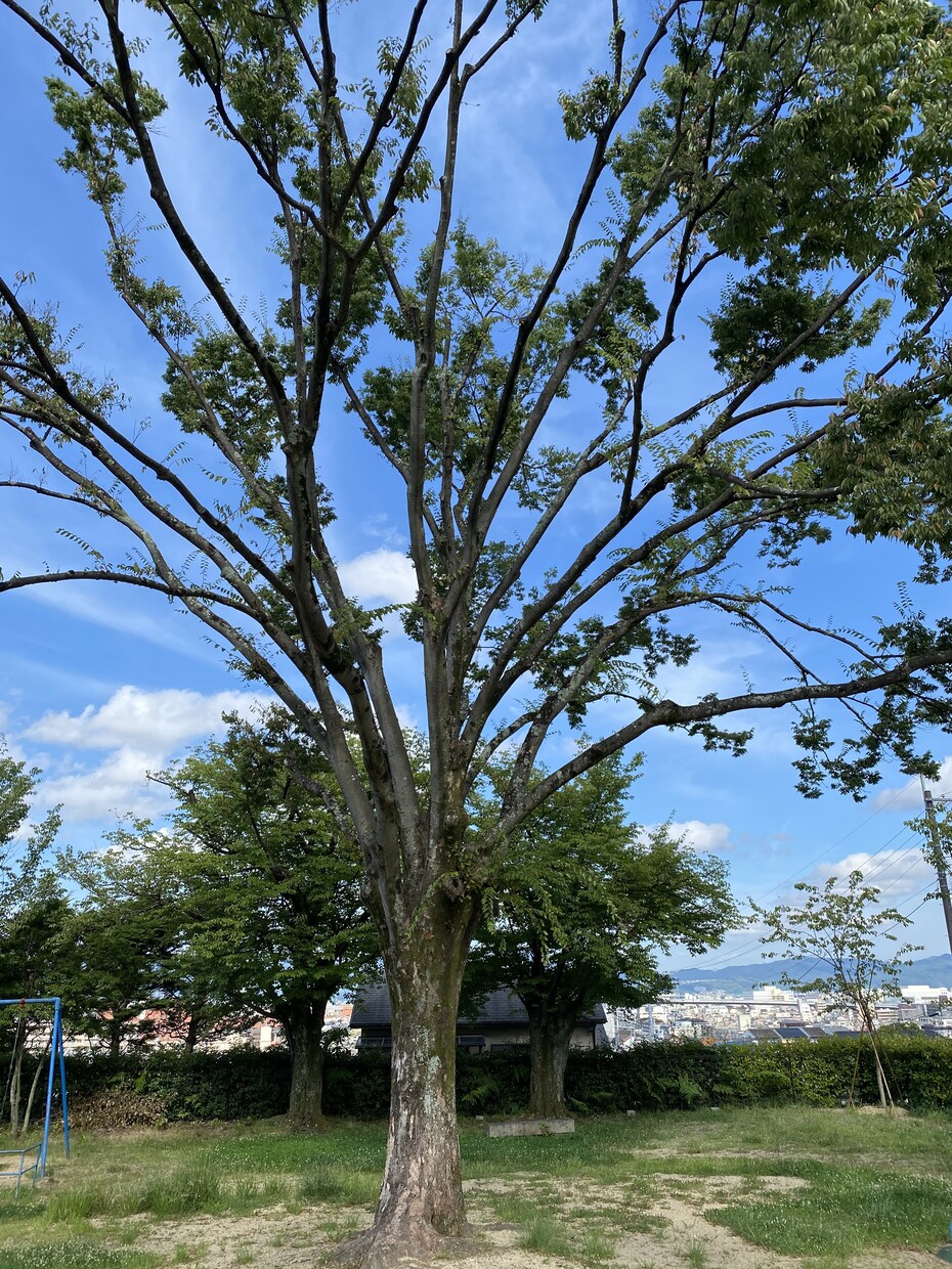 悩み相談、雑談、お話なんでも聞きます 何かに悩んでいる・話し相手がほしい方へ、楽しい時間を提供！ イメージ1