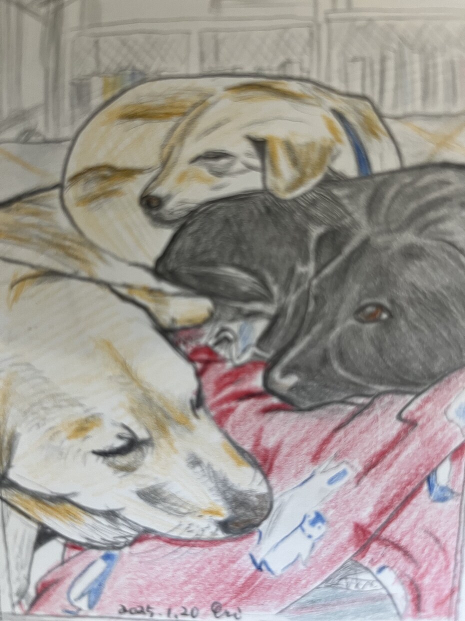 手描きで優しいペット似顔絵をお描きします 写真をもとに、やさしい雰囲気の似顔絵を描きます イメージ3