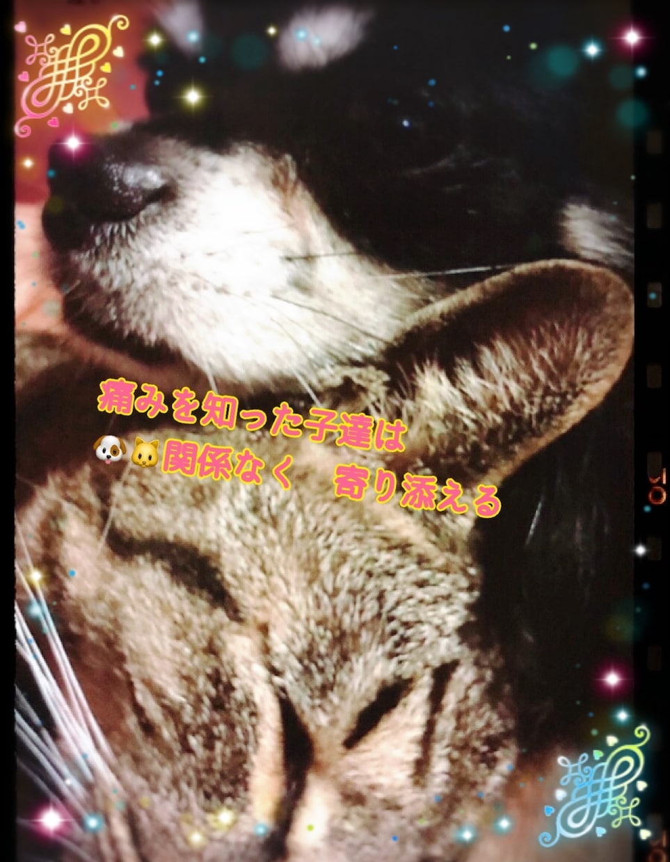 保護活から✴︎学んだペット霊視お気持ち拝見します 保護活から得たペットそれぞれの気持ちをお伝えします†✴︎ イメージ2