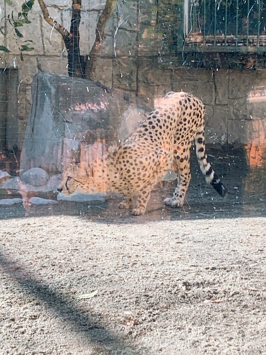 思い出の写真ます 可愛い動物の写真です！見て癒されて！ イメージ1