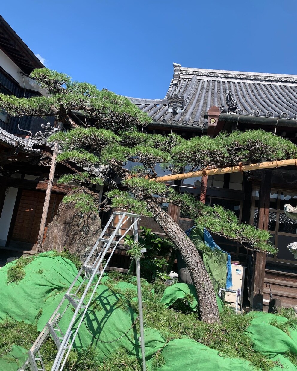 お庭や庭木のお悩み相談承ります 現役植木屋の実際の体験を元にお答えします。 イメージ7