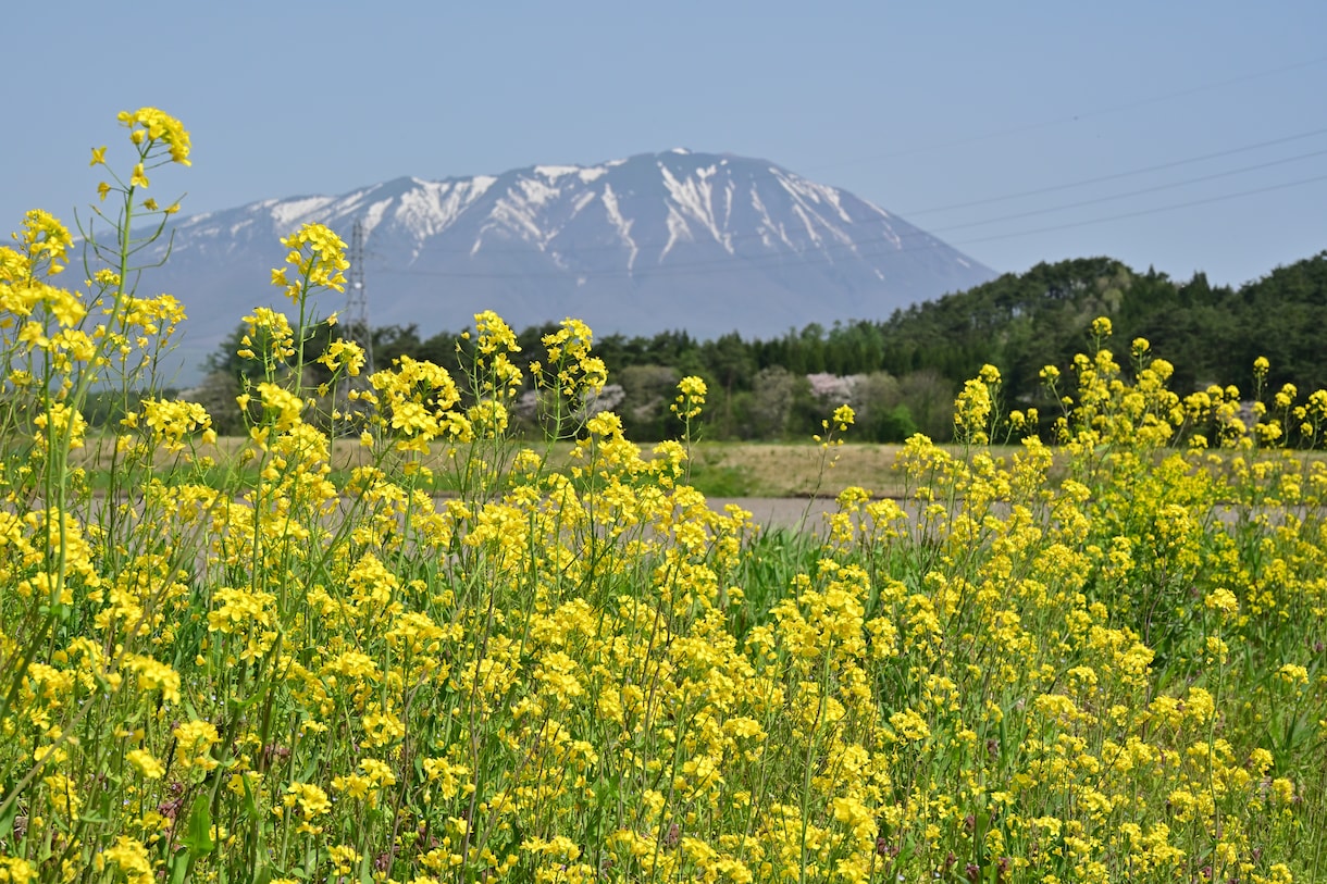 東北を代表する山・岩手山と花々の写真を提供します 東北を代表する山・岩手山と花々 イメージ2