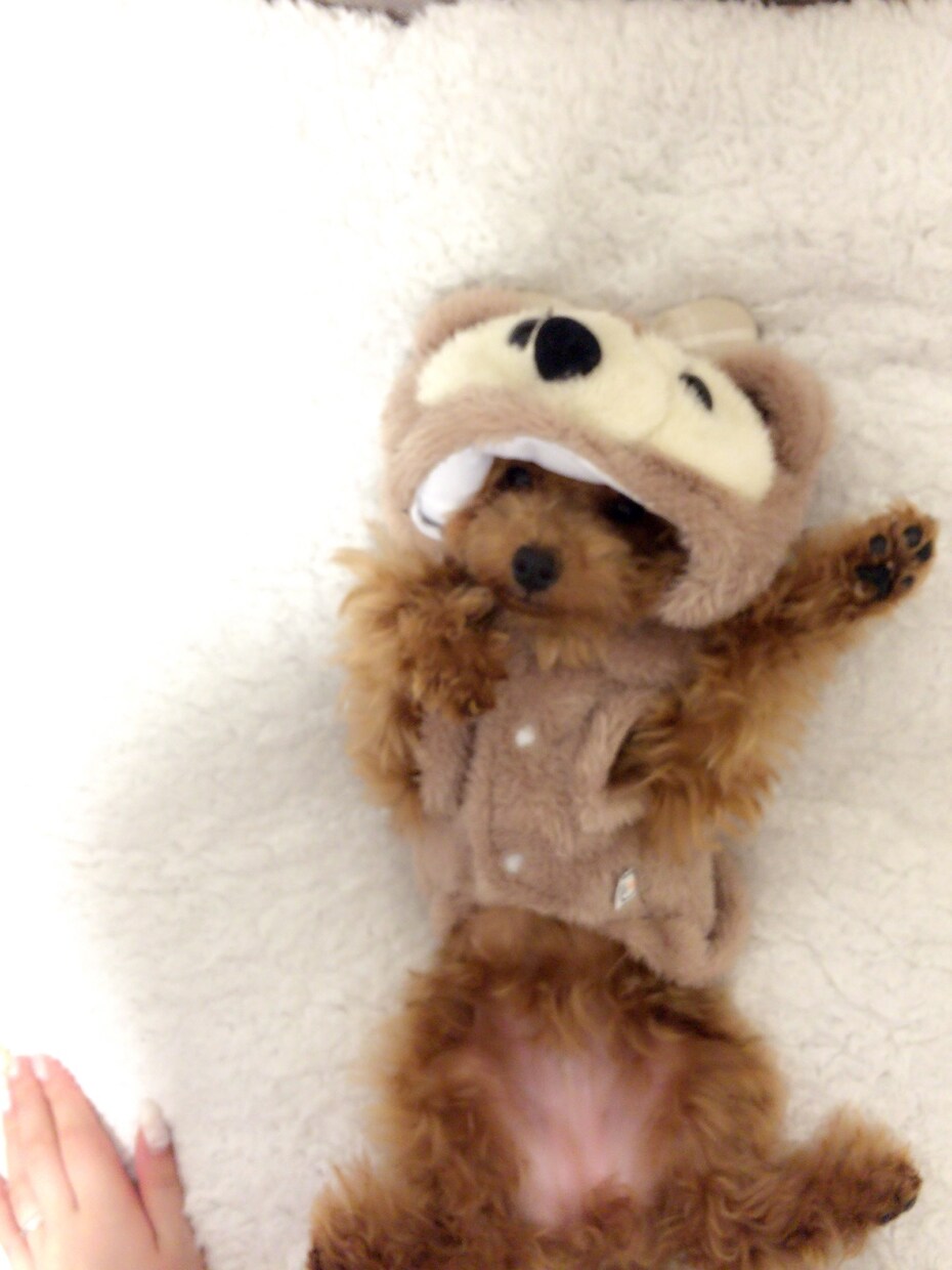 犬、わんちゃんの動画や写真をお譲りします 癒しをあなたにお届け致します！悲しみや苦しみを緩和致します！ イメージ4